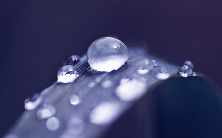 Droplets on Blue - leaf, nature, water, droplets