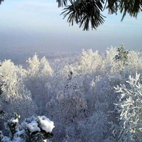 Icy Trees