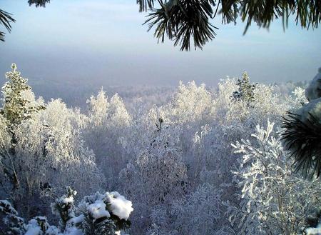 Icy Trees - majesty, blue, amazing, snow, iceberg, leaves, fabulous, nice, sky, trees, winter, beautiful, photography, beauty, cool, icy, ice, frozen, nature, awesome, cold, leaf