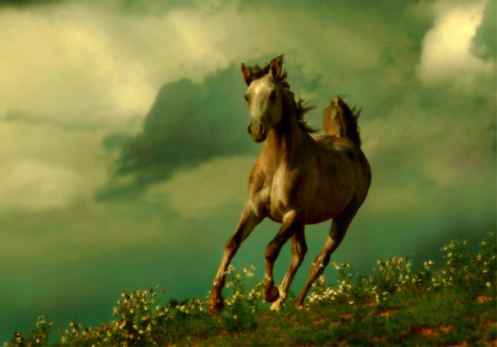 Against the Wind - beautiful, horse, arabian, landscape