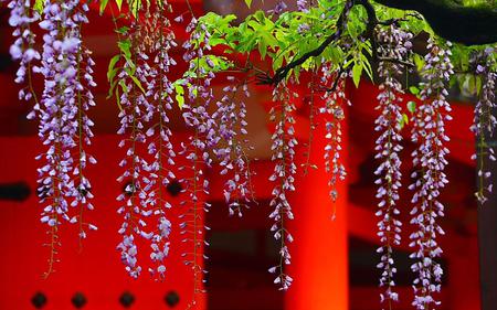 Wisteria - flowers, japan, vines, purple, red, temple, wisteria, leaves