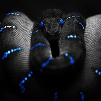 Black Snake