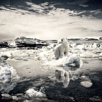 Survival of POLAR BEAR