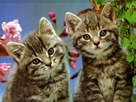 Cute Twin Kittens - twins, cats, kittens, plant, leaves, flowers, cute, kitten