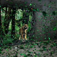 tiger