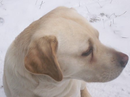 Thoughtful - head, nature, labrador, dogs