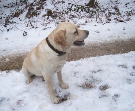 King Leo - nature, labrador, dog, snow