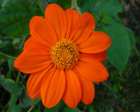 flower ornamental - flowers, colours, fantasy, green, ornamental, orange