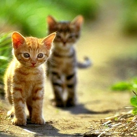 kitty zatz