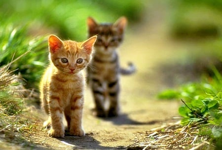 kitty zatz - kittens, cuteness, cats, adorable, animals