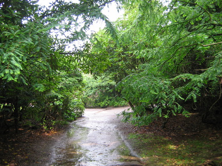 A Walk to Hatton Garden - green, path, trees