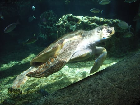 Beautiful - turtle, swimming, underwater