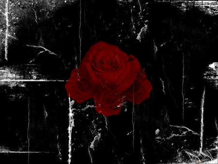 darkrose. jpg - dark, rose, bud