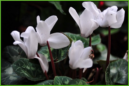 cyclamen - white, winter, green, flowers