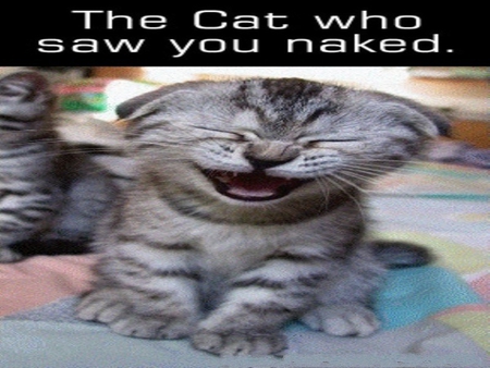 THE CAT WHO SAW YOU NAKED!