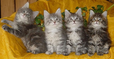 Four Tabbys - cats, kittens, animals, photography