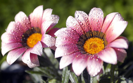 Flowers - nature, colorful flower, flower