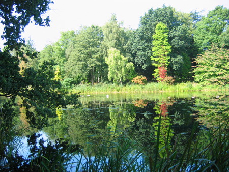 peaceful Setting - lake, hanging leaves, trees