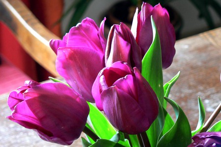 pink tulips - tulips, flower, nature, green