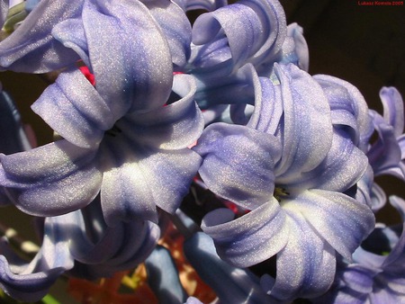 hyacinths - hyacinths, flower, purple, scent