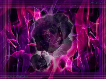 backgrounds 1 jpg - flower, purple pink rose