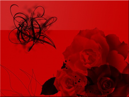 wallpaper  TheBlackRose1204x768. jpg - black, rose, flower, red