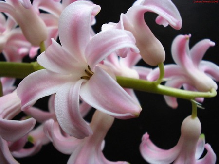  pink hyacinth - hyacinths, flowers, paradise, pink