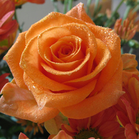 orange roses