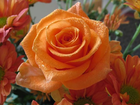 orange roses - flowers, nature, red, green, rose, orange