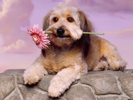 A flower for you - dog, pink flower