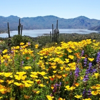 Superbloom of Wildflowers, Arizona