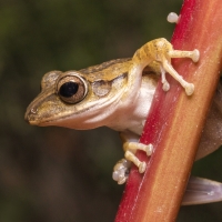 Tree Frog