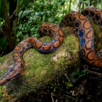 Western Rainbow Boa Snake