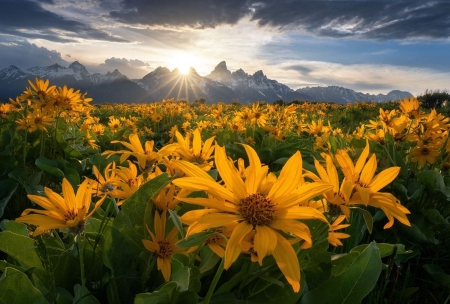 Balsamorhiza against the background of illuminated mountains - Grand Teton National Park - egbolt, hegyek, napsugarak, novenyzet, ret, sarga viragok, sotet egbolt, termeszet, viragok