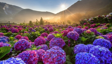 Colorful hydrangea plantation in the sun's rays - fak, hegyek, napsugarak, szines hortenzia, tajkep, ultetveny, viragok