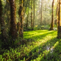 The Swamp, New Zealand