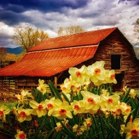 Barn in Daffodils, Smoky Mountains, North Carolina