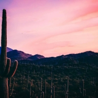 Saguaro National Park, Arizona