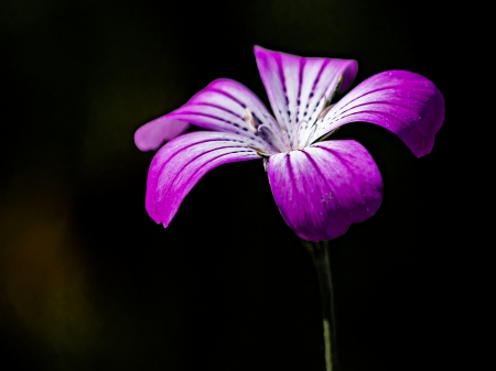 Lily - flower, lily, macro, nature
