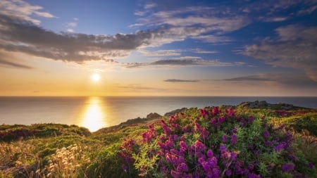 Flowers on the shore - California - water, sunset, landscape, colors, sky, clouds, reflections, blossoms, pacific, ocean, usa