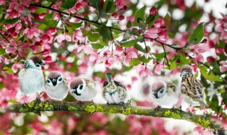 Springtime - apple tree, birds, branches, pink