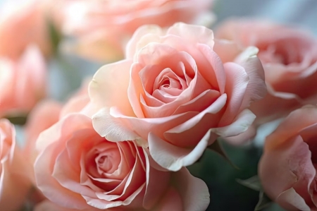 Roses - flowers, nature, pink, roses