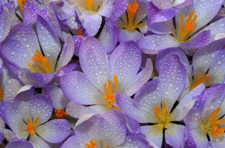Crocuses - crocus, drops, flower, nature, orange, texture, water