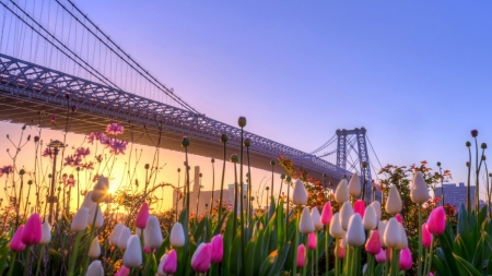 Spring Flowers In New York - blossoms, bridge, brooklyn, flowers, skyscrapers, sunrise, tulips, water