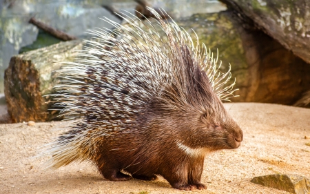 Porcupine - animal, nature, porcupine, rodent