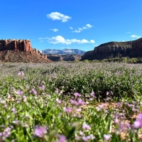 Fields Leading Into Canyonlands, Utah