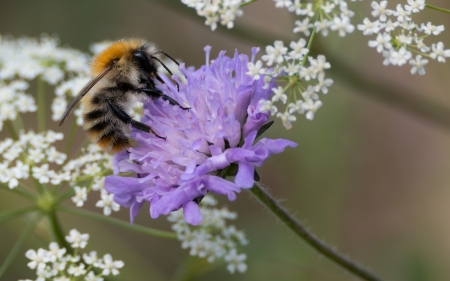 Bumblebee - animal, bee, bumblebee, entomology, insect, macro
