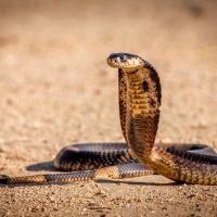 Cobra Snake