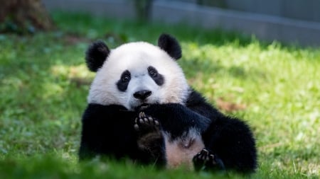 Panda - bear, panda, animal, mammal