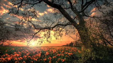 Field Of Flowers At Sunset